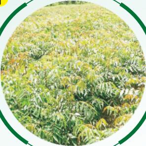 漆樹(shù)生長(zhǎng)過(guò)程01