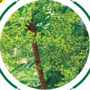 漆樹(shù)生長(zhǎng)過(guò)程03